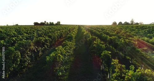 Vue aérienne de vignes dans le bordelais - coucher de soleil