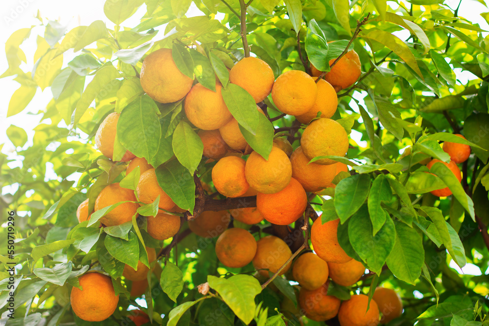 Tangerines on a tree f