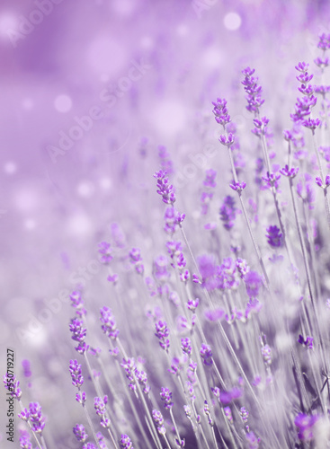 Lavender flower field a a