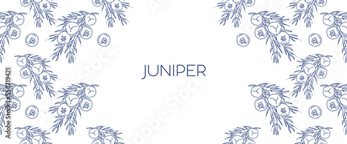 Juniper vector drawing frame. Vintage template of berry on branch in copy space. Organic essential oil engraved style sketch. Beauty and spa, cosmetic ingredient for banner, label, packaging design.