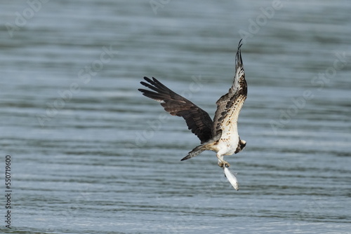 osprey is hunting a fish