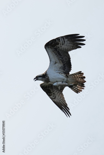 osprey is hunting a fish