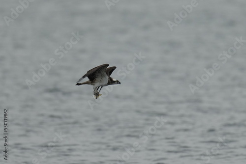 osprey is hunting a fish