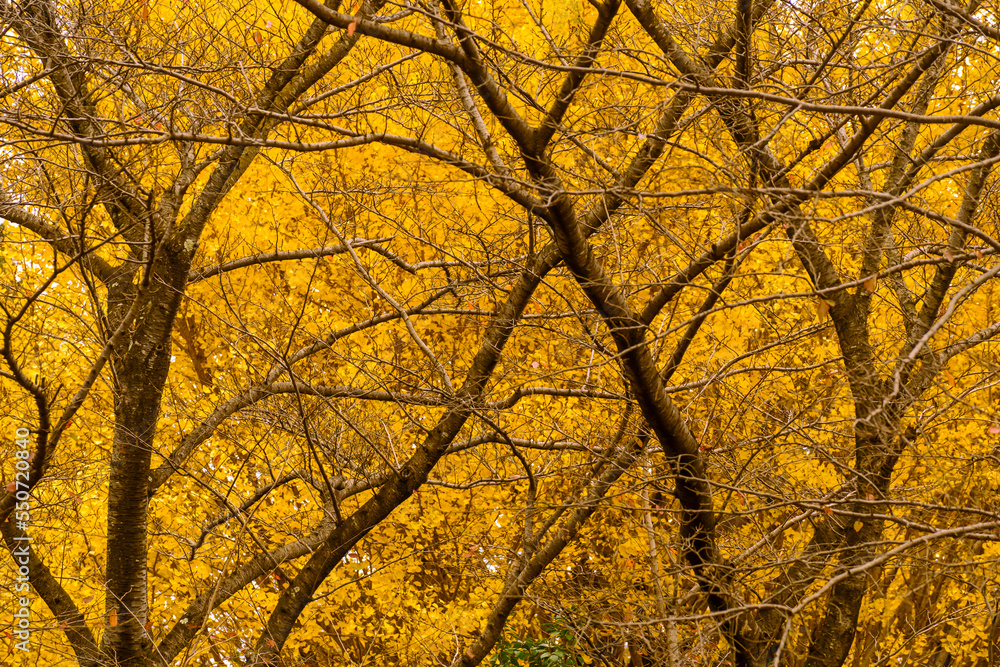 People with yellow ginkgo trees and yellow ginkgo leave the road at Ginkgo avenue Golden Autumn park in Japan People with yellow ginkgo trees and yellow ginkgo leave the road at Ginkgo avenue Golden Autumn park in Japan
