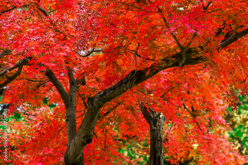 Autumn season color full leaf beautiful fresh natural background in a Japanese garden  photo