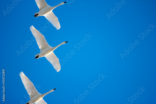 Swans flying in a clear blue sky, Holland