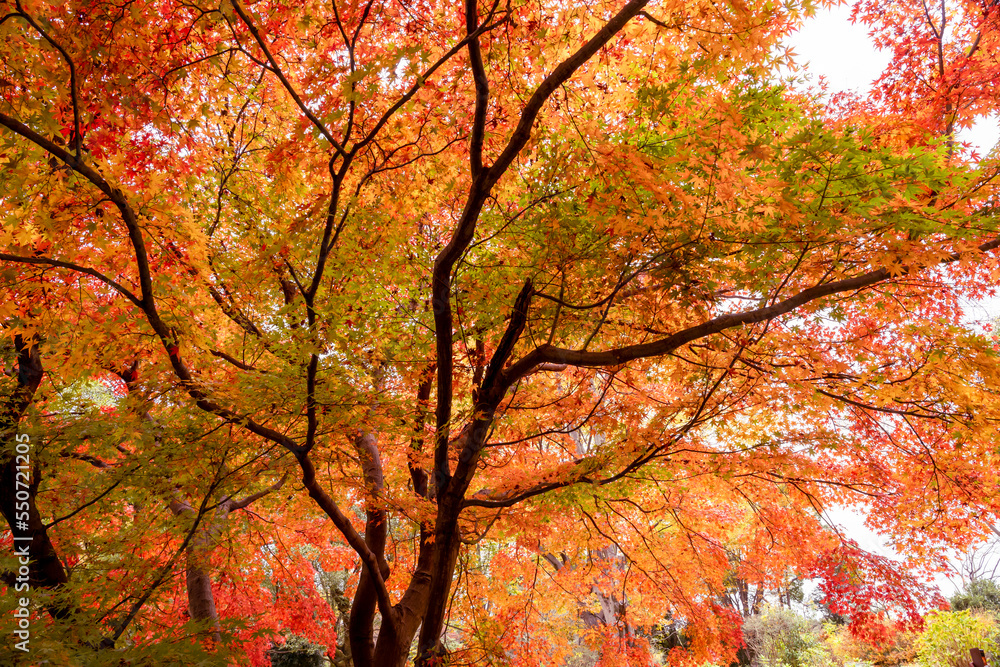 Amazing golden maples with red leaves. Japanese Maple Tree in Autumn with vivid colors in Japan garden. Dramatic mode nature background photography.