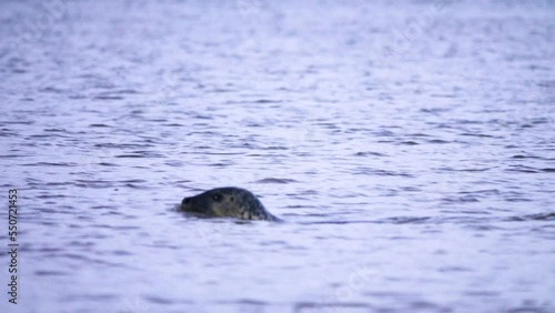 Insular seal (Phoca vitulina kurilensis-stejnegeri) swims and dives in the Gulf of Anadyr, Chukotka photo