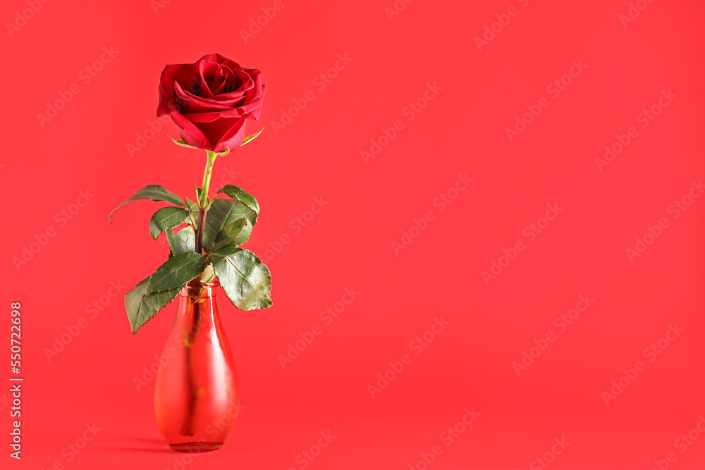 Fototapeta premium Vase with beautiful rose flower on red background