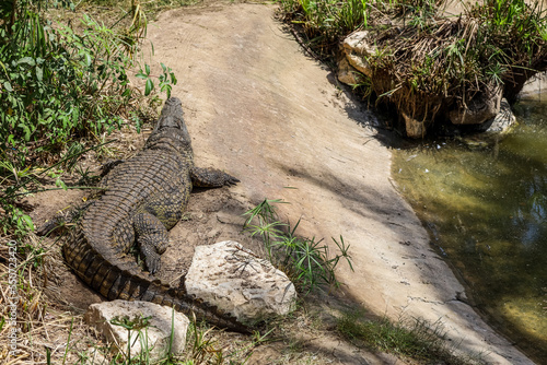 Big alligator near pond in zoological garden