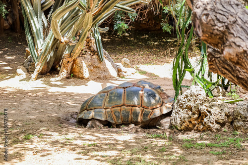 Big tortoise in zoological ...