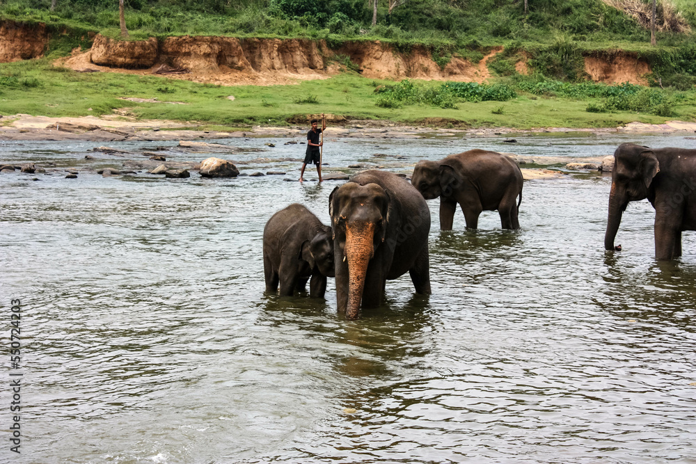 Elephants bathe in the river near the jungle in Sri Lanka's Pinawella National Park. Elephants bathe in the river near the jungle in Sri Lanka's Pinawella National Park.