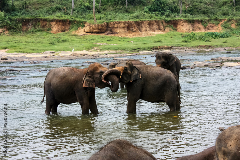 Elephants bathe in the river near the jungle in Sri Lanka's Pinawella National Park. Elephants bathe in the river near the jungle in Sri Lanka's Pinawella National Park.