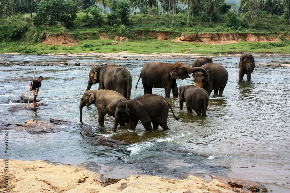 Elephants bathe in the river near the jungle in Sri Lanka's Pinawella National Park. Elephants bathe in the river near the jungle in Sri Lanka's Pinawella National Park.