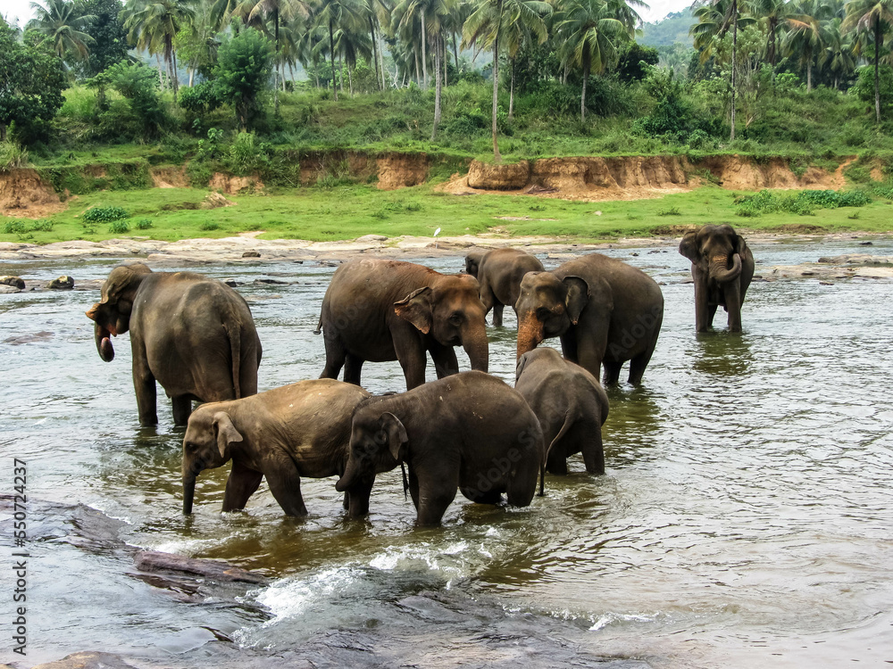Elephants bathe in the river near the jungle in Sri Lanka's Pinawella National Park. Elephants bathe in the river near the jungle in Sri Lanka's Pinawella National Park.