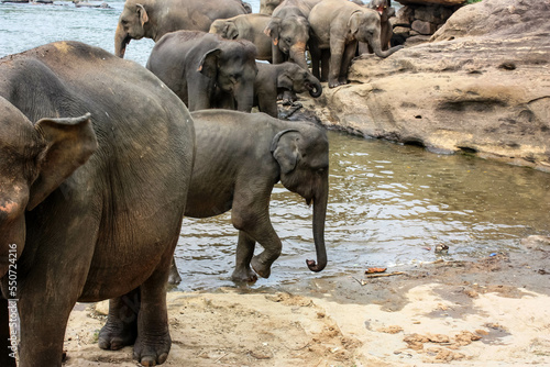 Elephants bathe in the river near the jungle in Sri Lanka's Pinawella National Park.