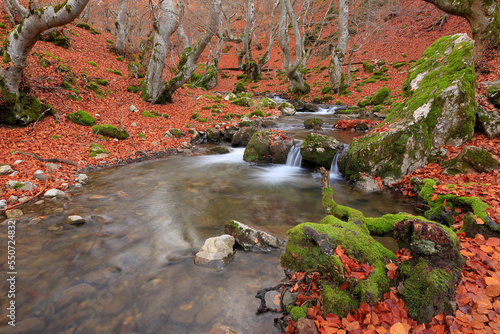 Faedo de Ciñera or Ciñera beech forest, León, Spain photo