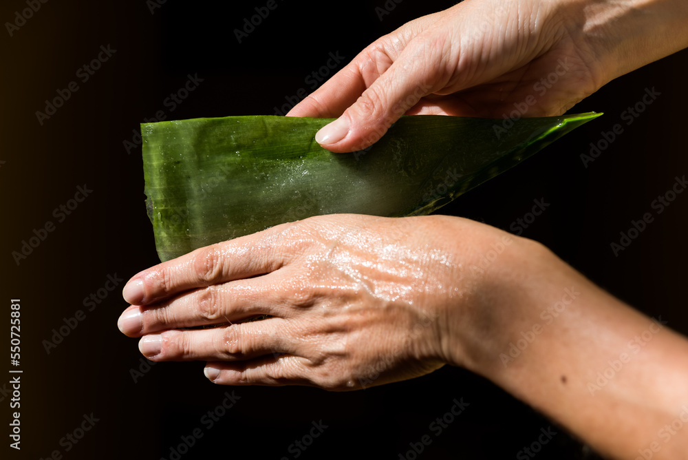 person rubbing fresh Aloe Vera by their hands