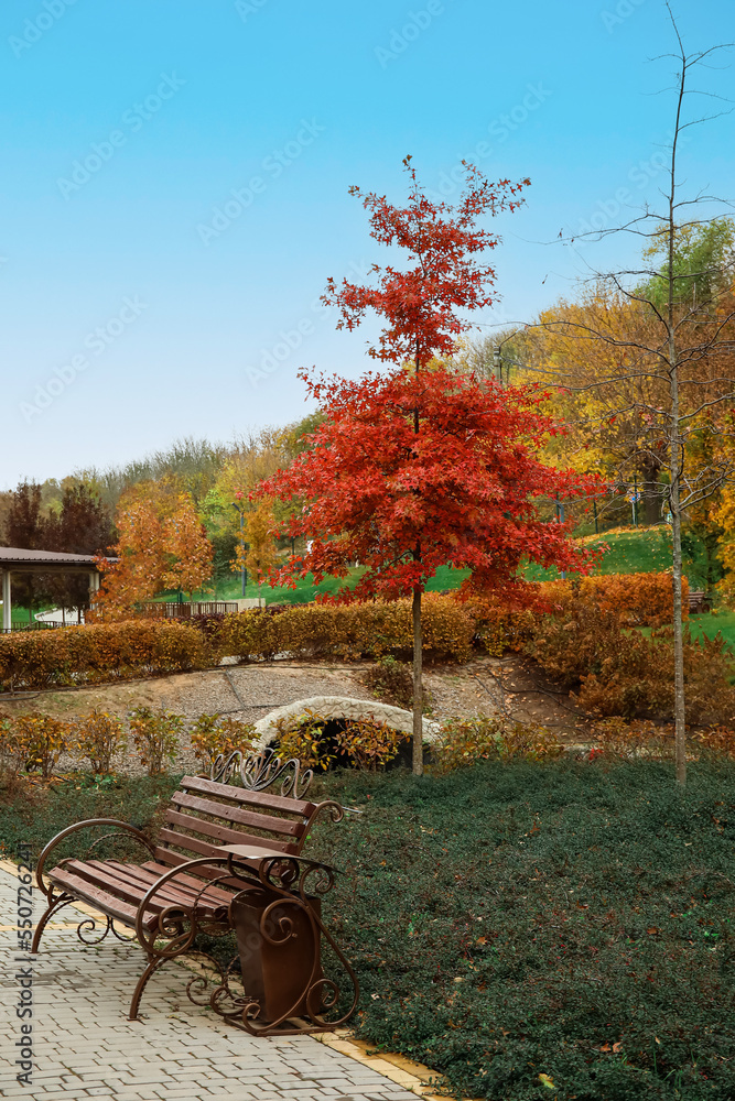 View of autumn park with bench and trees