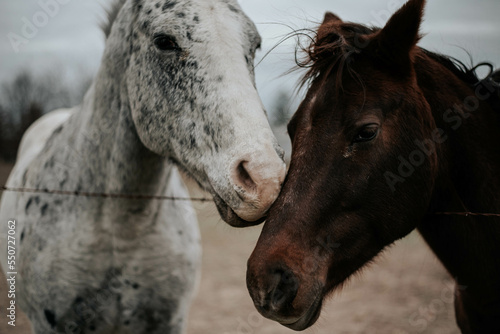 Horses together