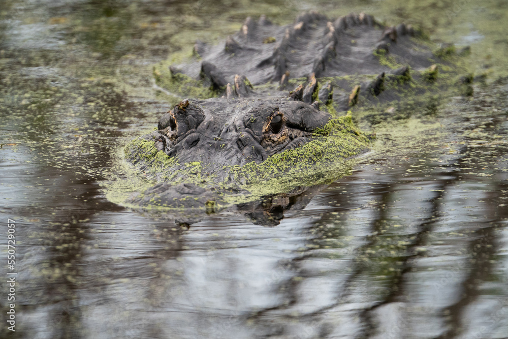 Naklejka premium American Alligator