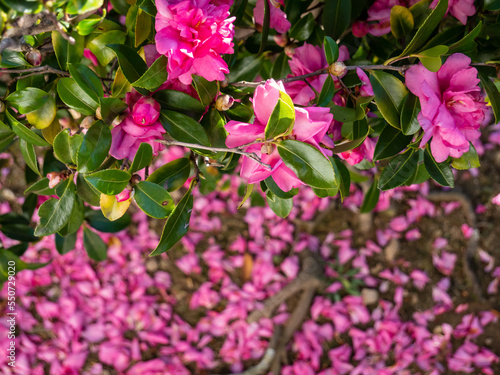 寒椿の花と落花