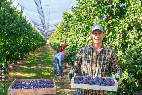 Focused adult european man working in fruit garden in summer, harvesting ripe organic plums