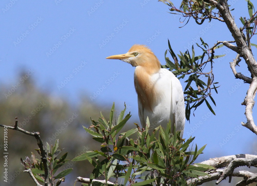 Cattle egret bird in breeding plumage sitting in a tree Cattle egret bird in breeding plumage sitting in a tree