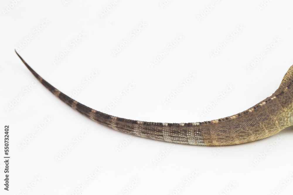 Fototapeta premium Hispaniolan Rhinoceros Iguana lizard Cyclura cornuta cornuta isolated on white background