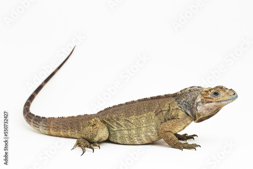 Hispaniolan Rhinoceros Iguana lizard Cyclura cornuta cornuta isolated on white background