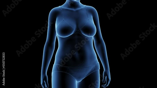 3d rendered medical animation of a woman's transition from fat to fit