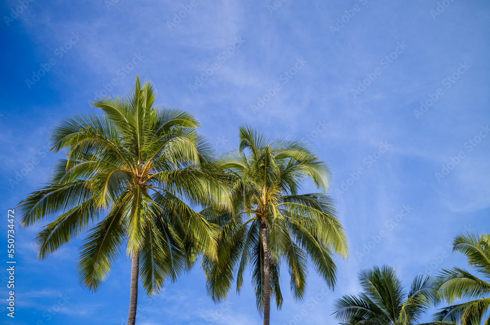Coconut Palm Trees Against Blue Sky in Hawaii.