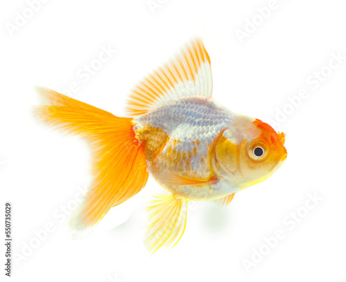 Gold fish. Isolation on transparent png