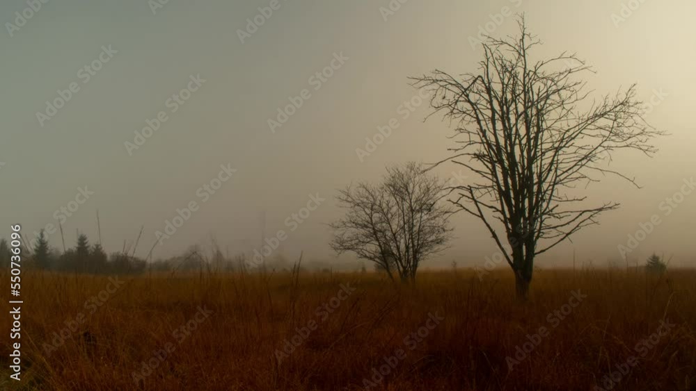 Mist flowing above plains with silhouette of trees, time lapse view Mist flowing above plains with silhouette of trees, time lapse view