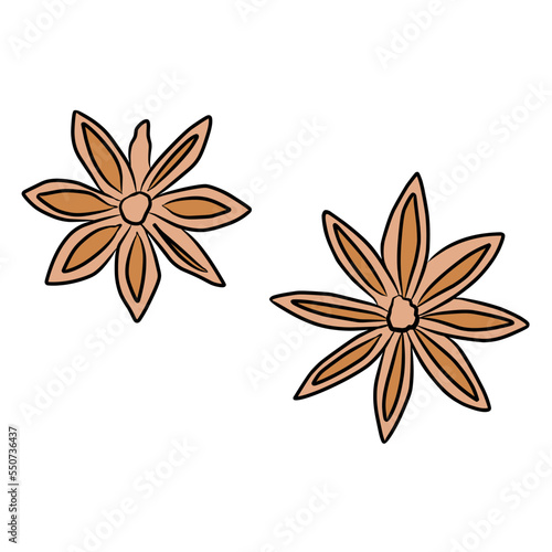 Illustration star anise isolated on white