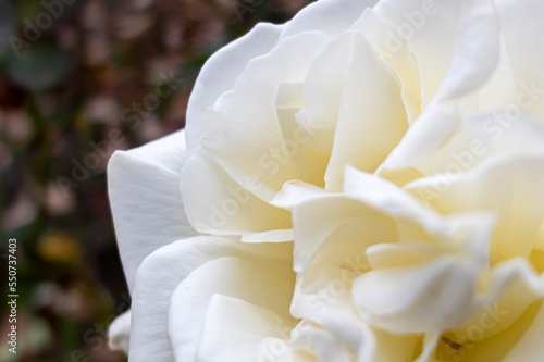 白い椿の花 ズームアップ