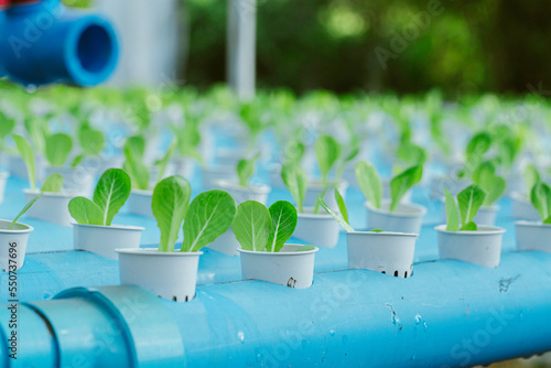 Hydroponics method of growing plants using mineral nutrient solutions, in water, without soil. Close up planting hand Hydroponics plant photo