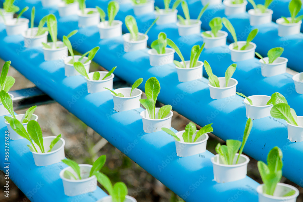 Hydroponics method of growing plants using mineral nutrient solutions, in water, without soil