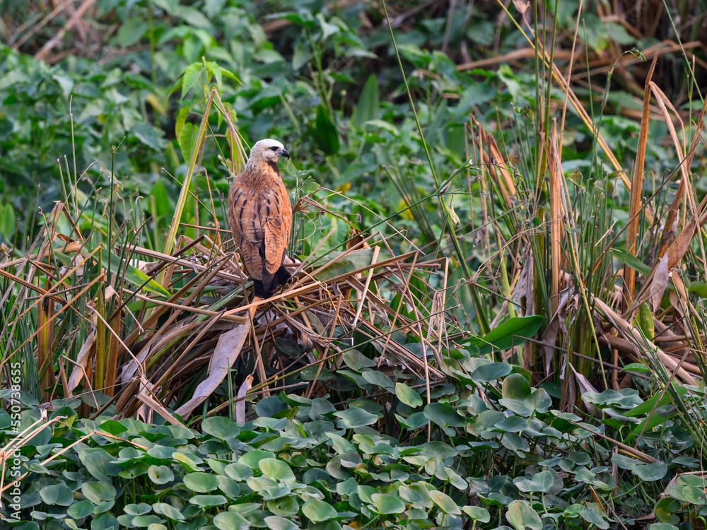 Obraz premium Black-collared Hawk perched on plants