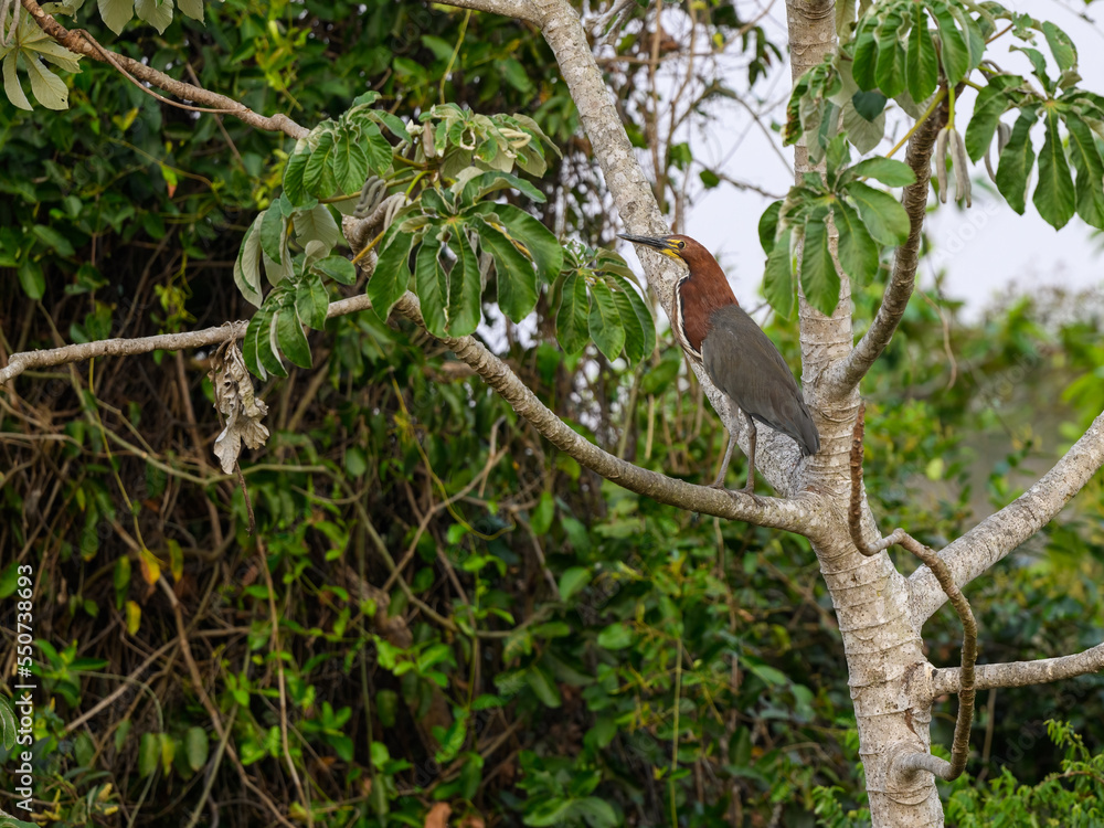 Rufescent Tiger-Heron standing on tree branch