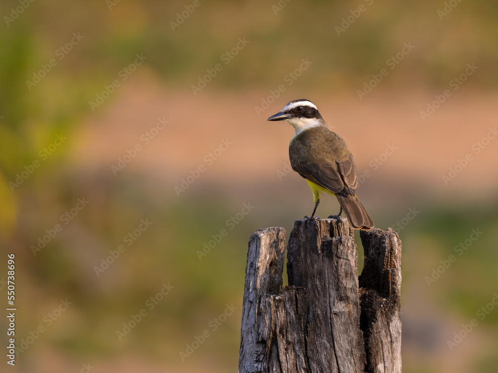Fototapeta premium Great Kiskadee standing on fence post, portrait
