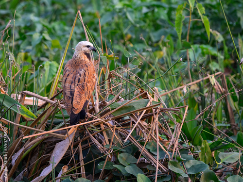 Black-collared Hawk perched on plants photo