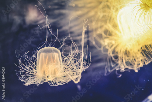 Close Up Of Jellyfish Swimming In Sea