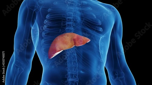 3d rendered medical animation of a man's liver photo