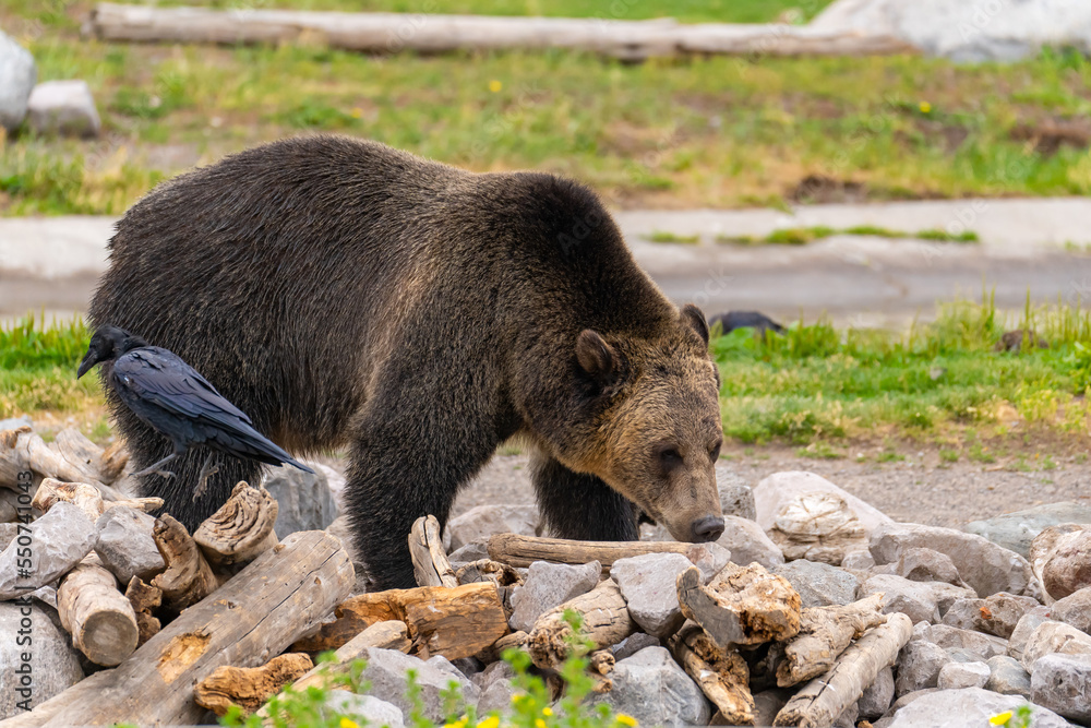 Grizzly bear looking for food under rocks at the Grizzly Wolf Centre, Yellowstone National Park. Grizzly bear looking for food under rocks at the Grizzly Wolf Centre, Yellowstone National Park.