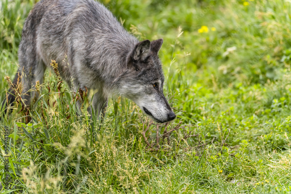 A gray wolf at the Grizzly and Wolf Discovery Center, Yellowstone