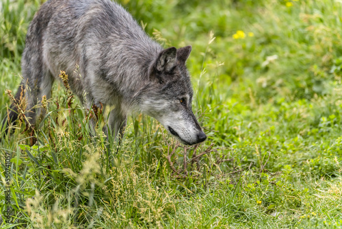 A gray wolf at the Grizzly and Wolf Discovery Center, Yellowstone © Olga