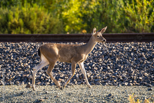 California Mule Deer (Odocoileus hemionus californicus) walks near railroad. photo