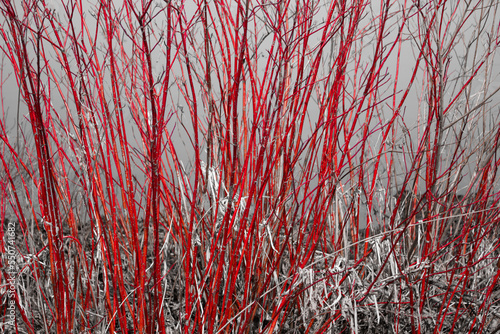Redtwig Dogwood along Petrie Island Ottawa
