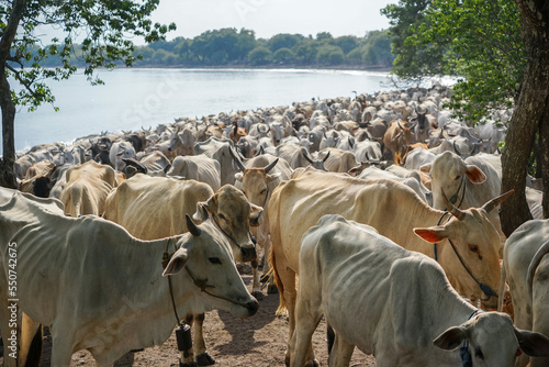 Thousands of cows are released into the forest in the morning. This scene occurs every day in Kampung Merak - Baluran National Park (Indonesia)